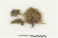 藏品(灰苔科)的圖片